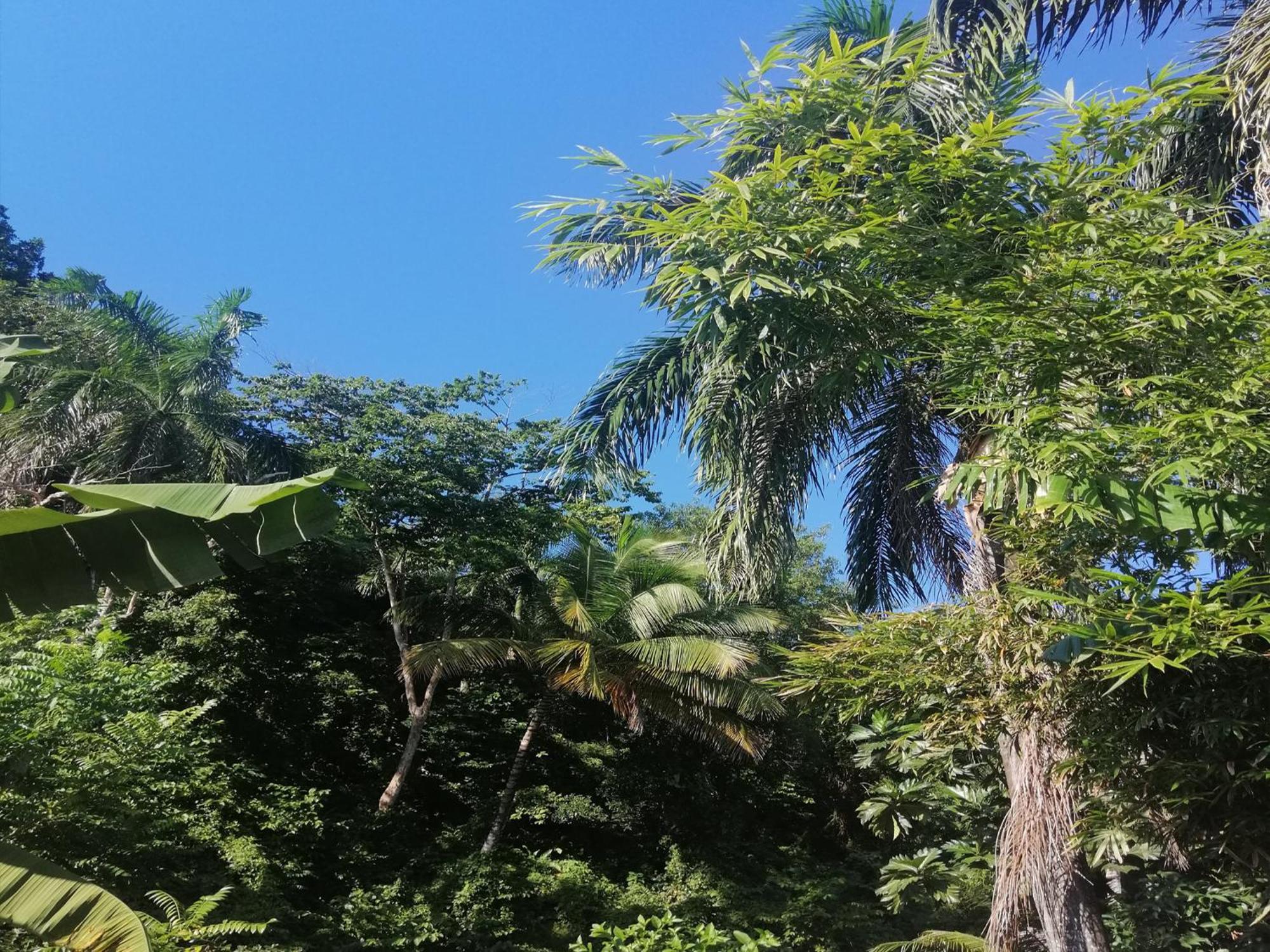 House Jardin Del Caribe Aparthotel Las Terrenas Rom bilde